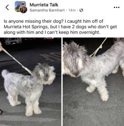 Reunited Unknown Dog last seen Murrieta Hot Springs, Murrieta, CA 92563
