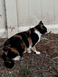 Reunited Unknown Cat last seen North & Broadway, Escondido, CA 92026