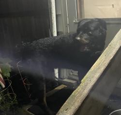 Reunited Male Dog last seen Delavan Dr. & Marston Rd., Columbus, OH 43219
