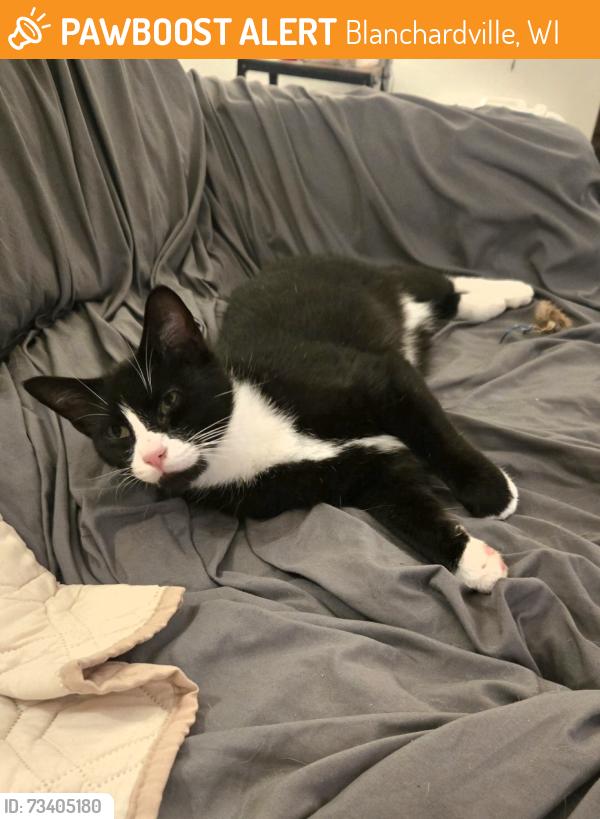Found/Stray Male Cat last seen Baker St. near Cemetary and Oak St., Blanchardville, WI 53516