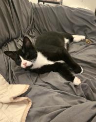 Found/Stray Male Cat last seen Baker St. near Cemetary and Oak St., Blanchardville, WI 53516