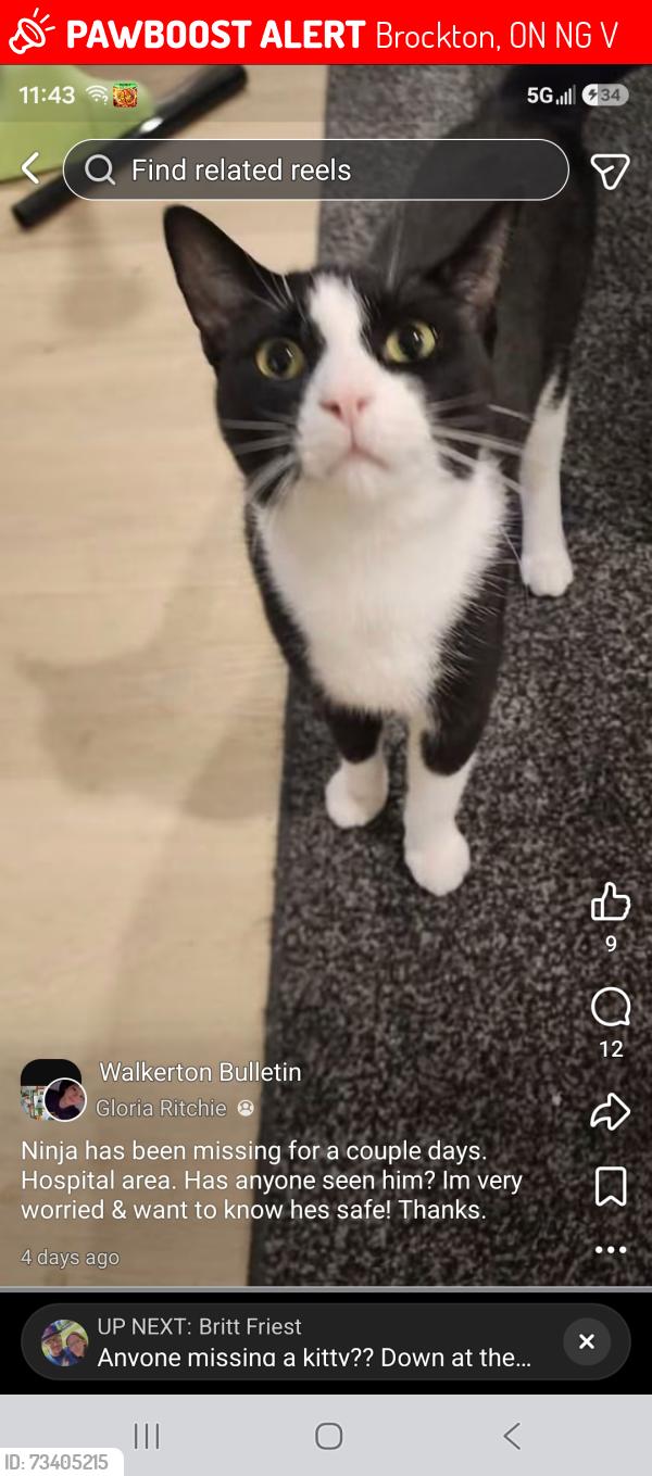 Lost Male Cat last seen Younge street, maple Street, Brockton, ON N0G 2V0