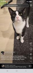Lost Male Cat last seen Younge street, maple Street, Brockton, ON N0G 2V0