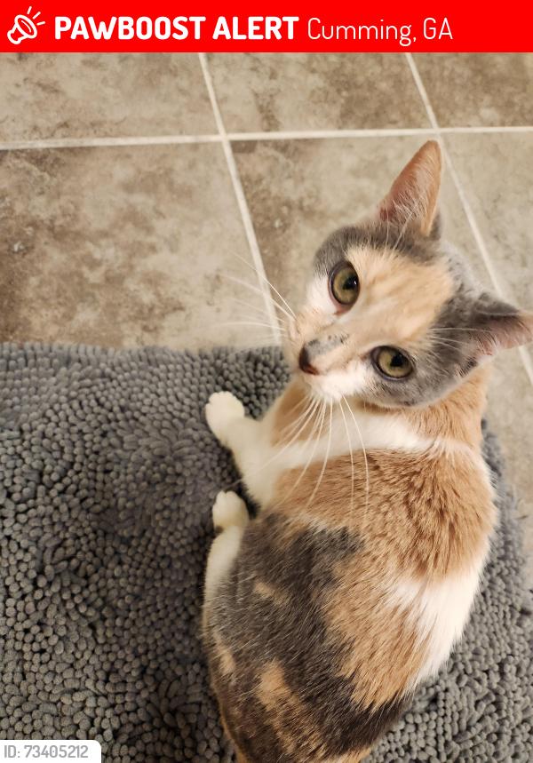 Lost Female Cat last seen Forsyth County Humane Society, Cumming, GA 30041