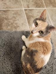 Lost Female Cat last seen Forsyth County Humane Society, Cumming, GA 30041