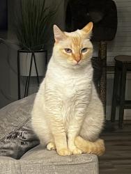 Lost Female Cat last seen Brookview & Colt Dr, Lavon, TX 75166