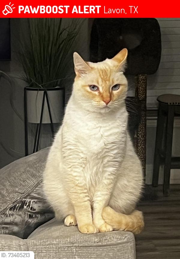 Lost Female Cat last seen Brookview & Colt Dr, Lavon, TX 75166