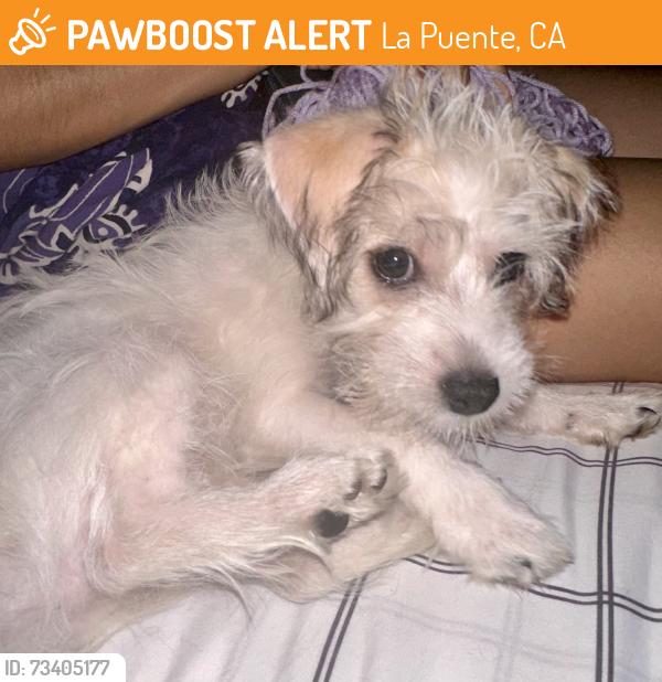 Found/Stray Unknown Dog last seen Covina and valley, La Puente, CA 91744