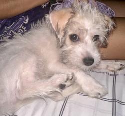 Found/Stray Unknown Dog last seen Covina and valley, La Puente, CA 91744