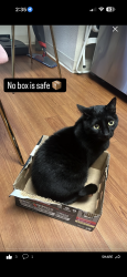 Lost Male Cat last seen Pierce Avenue, San Jose, CA 95110