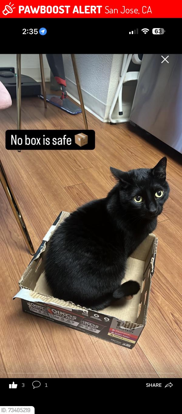 Lost Male Cat last seen Pierce Avenue, San Jose, CA 95110