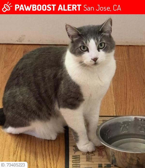 Lost Male Cat last seen Lincoln Ave and Laurie Ave, San Jose, CA 95125