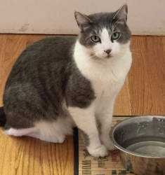 Lost Male Cat last seen Lincoln Ave and Laurie Ave, San Jose, CA 95125