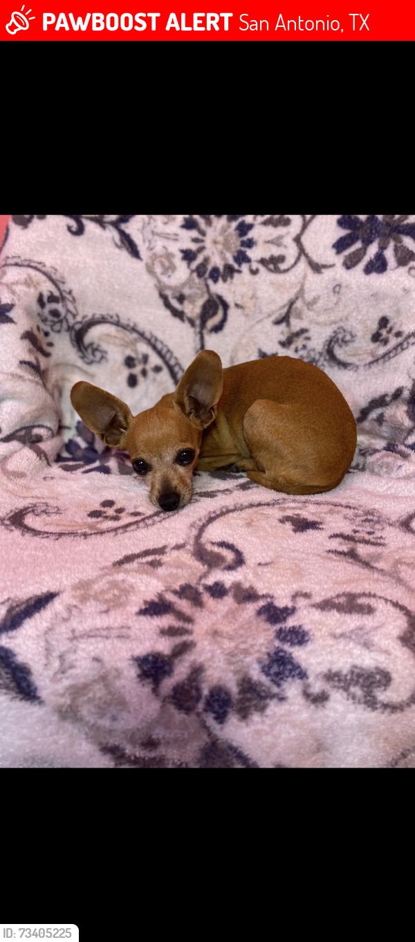 Lost Female Dog last seen Stony creek, San Antonio, TX 78242