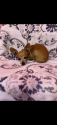 Lost Female Dog last seen Stony creek, San Antonio, TX 78242