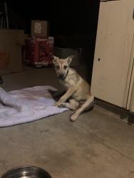 Reunited Unknown Dog last seen Hollyberry, Victorville, CA 92392