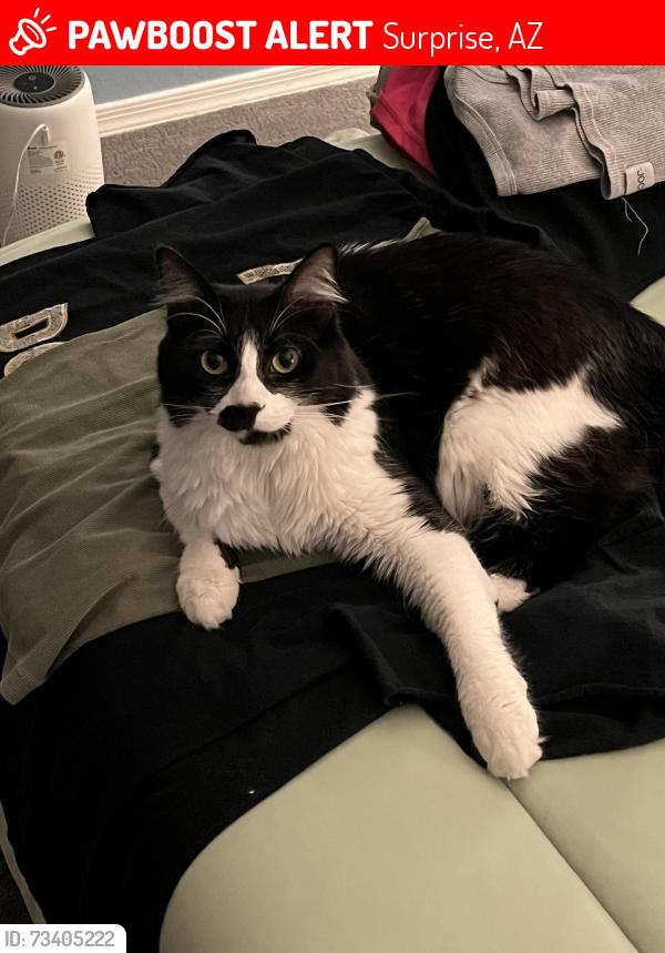 Lost Female Cat last seen 152nd Dr. and Custer Ln., Surprise, AZ 85379