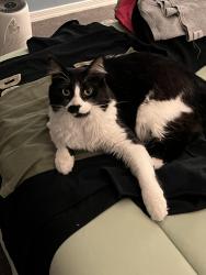 Lost Female Cat last seen 152nd Dr. and Custer Ln., Surprise, AZ 85379