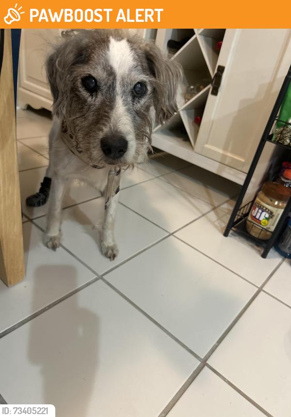 Found/Stray Male Dog last seen Chesapeake City Rd, Chesapeake City, MD 21915