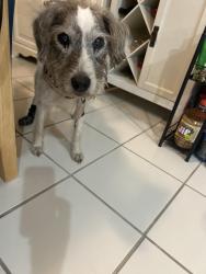Found/Stray Male Dog last seen Chesapeake City Rd, Chesapeake City, MD 21915