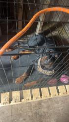 Lost Male Dog last seen Near E Blaine st, Springfield, MO 65803