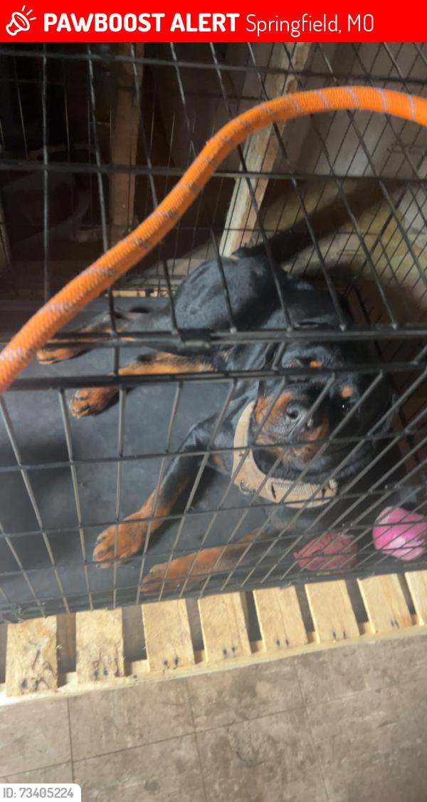 Lost Male Dog last seen Near E Blaine st, Springfield, MO 65803