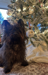 Lost Male Dog last seen Near 24th Pl SW, Seattle, WA 98146