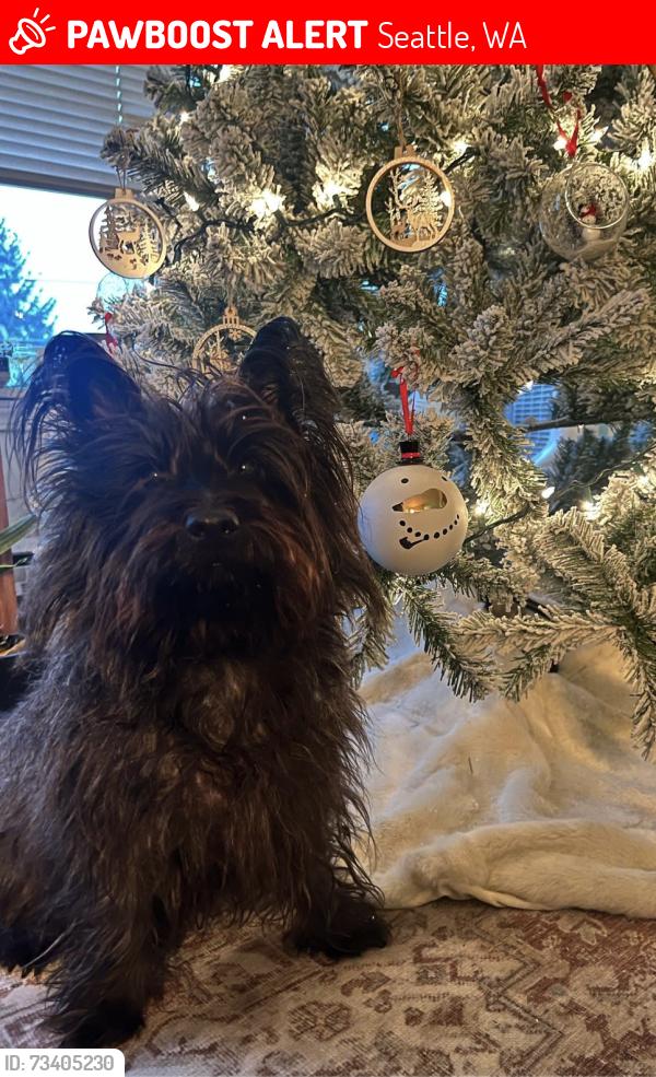 Lost Male Dog last seen Near 24th Pl SW, Seattle, WA 98146