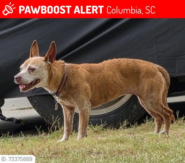 Lost Female Dog last seen Cogburn Rd/ Brookhaven, Columbia, SC 29229