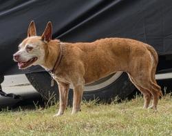 Lost Female Dog last seen Cogburn Rd/ Brookhaven, Columbia, SC 29229