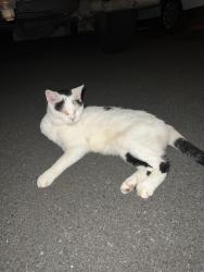 Found/Stray Unknown Cat last seen Pelfrey Lane Fairfax VA, Greenbriar, VA 22033