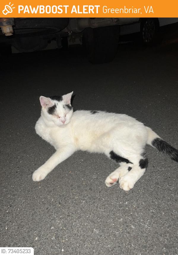 Found/Stray Unknown Cat last seen Pelfrey Lane Fairfax VA, Greenbriar, VA 22033