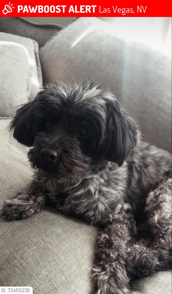 Lost Male Dog last seen Durango and Cheyenne, Las Vegas, NV 89129