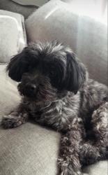 Lost Male Dog last seen Durango and Cheyenne, Las Vegas, NV 89129