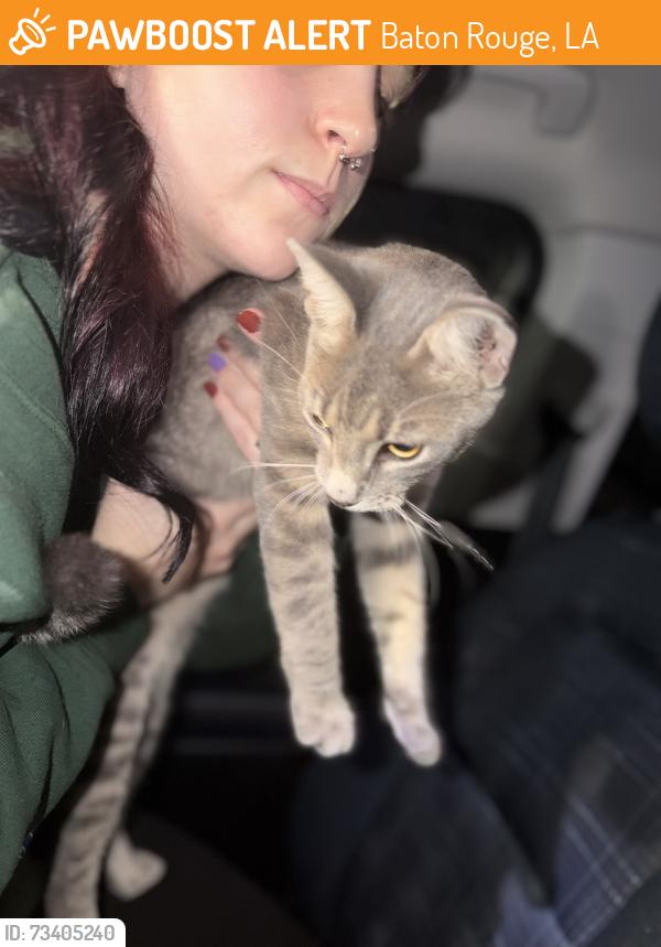 Found/Stray Female Cat last seen In the apmt complex near canes, Baton Rouge, LA 70806