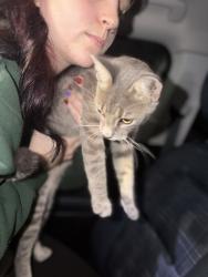 Found/Stray Female Cat last seen In the apmt complex near canes, Baton Rouge, LA 70806