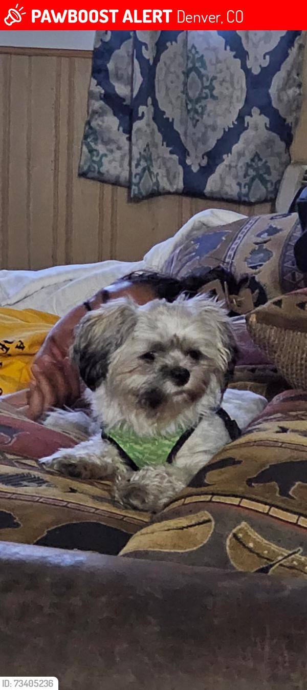Lost Female Dog last seen S Dayton Way and E Illif, Denver, CO 80231