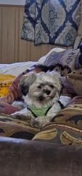 Lost Female Dog last seen S Dayton Way and E Illif, Denver, CO 80231