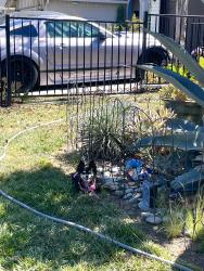 Reunited Female Dog last seen Vista Park & Branham Lane, San Jose, CA 95136