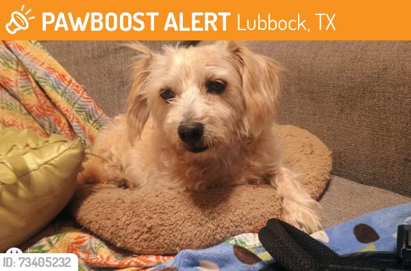 Found/Stray Male Dog last seen Loves Truck Stop, Lubbock, TX 79403
