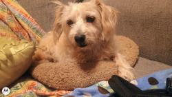 Found/Stray Male Dog last seen Loves Truck Stop, Lubbock, TX 79403