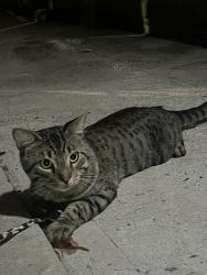 Lost Male Cat last seen Jefferson Avenue and Wilson Avenue, Brooklyn, NY 11221