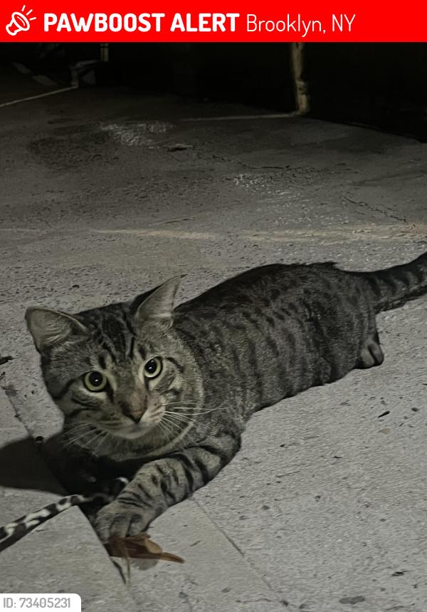 Lost Male Cat last seen Jefferson Avenue and Wilson Avenue, Brooklyn, NY 11221