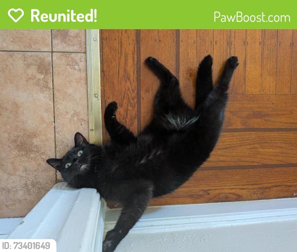 Reunited Female Cat last seen Washington and San Carlos, Albany, CA 94706