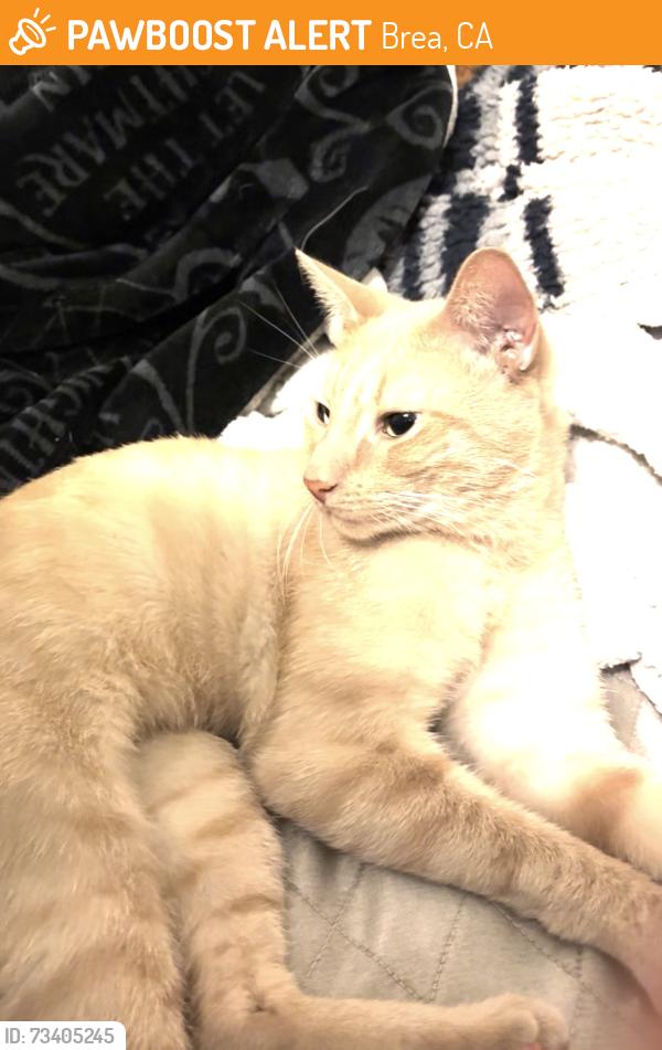 Found/Stray Male Cat last seen Brea Mall, Brea, CA 92822