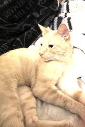 Found/Stray Male Cat last seen Brea Mall, Brea, CA 92822