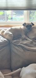 Reunited Female Dog last seen Ellsworth and university, Mesa, AZ 85207