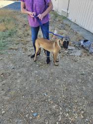 Reunited Female Dog last seen El Campo Rd Lotus and Bassi Rd Lotus Ca, Lotus, CA 95651