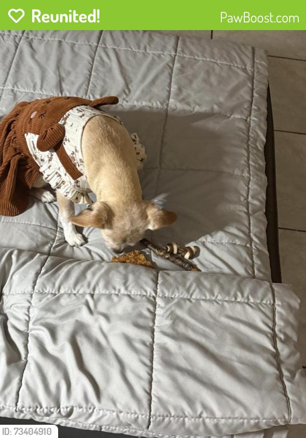 Reunited Female Dog last seen Chase, Los Angeles, CA 91402