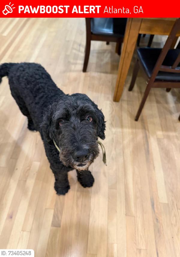 Lost Male Dog last seen Christmas Ln NE & Holly Ln, Atlanta, GA 30329